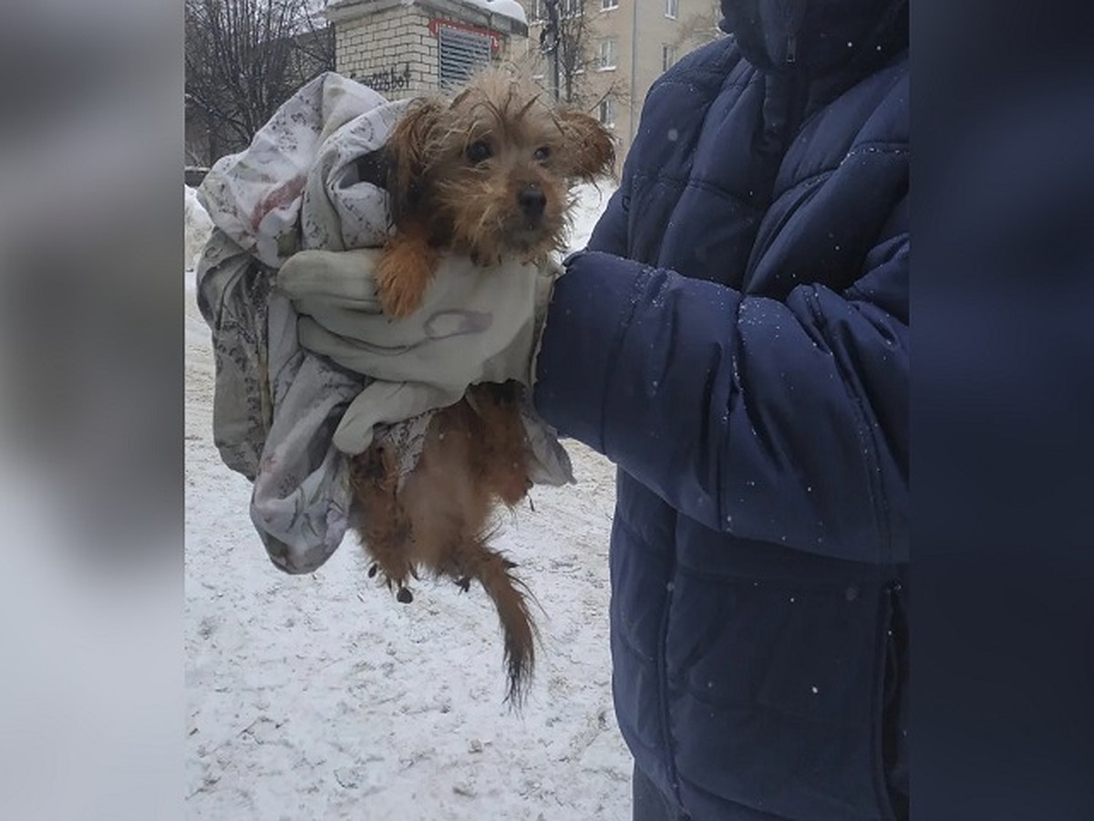 Все голодные и истощенные»: в квартире жительницы Тольятти нашли 120 собак  - KP.RU