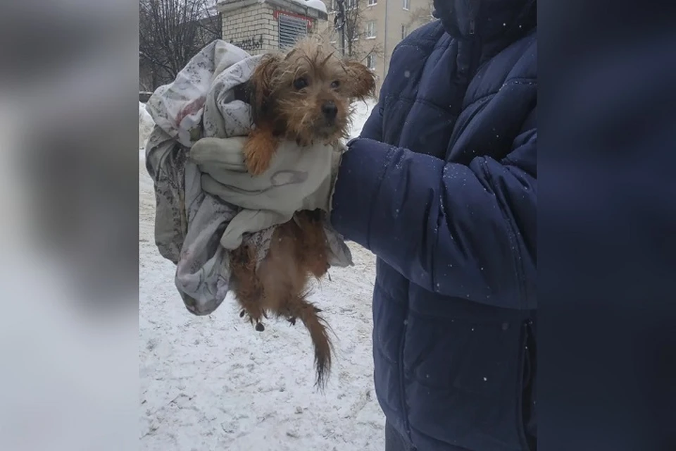 Волонтеры второй день подряд вывозят собак из квартиры бывшей заводчицы / Фото приют Help