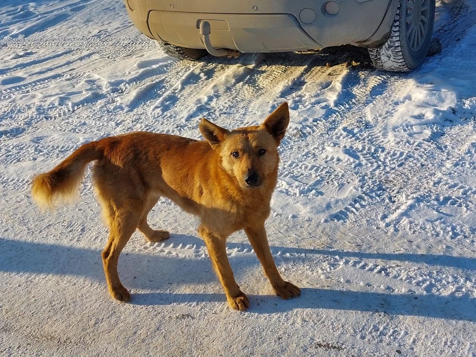 Собаки в Энгельсе