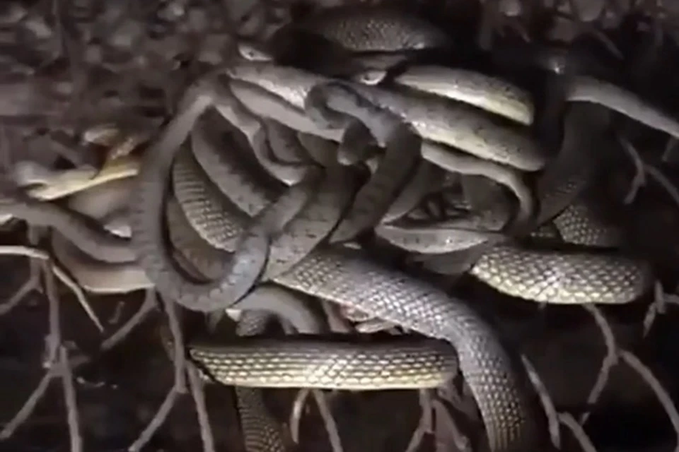 Скриншот с видео