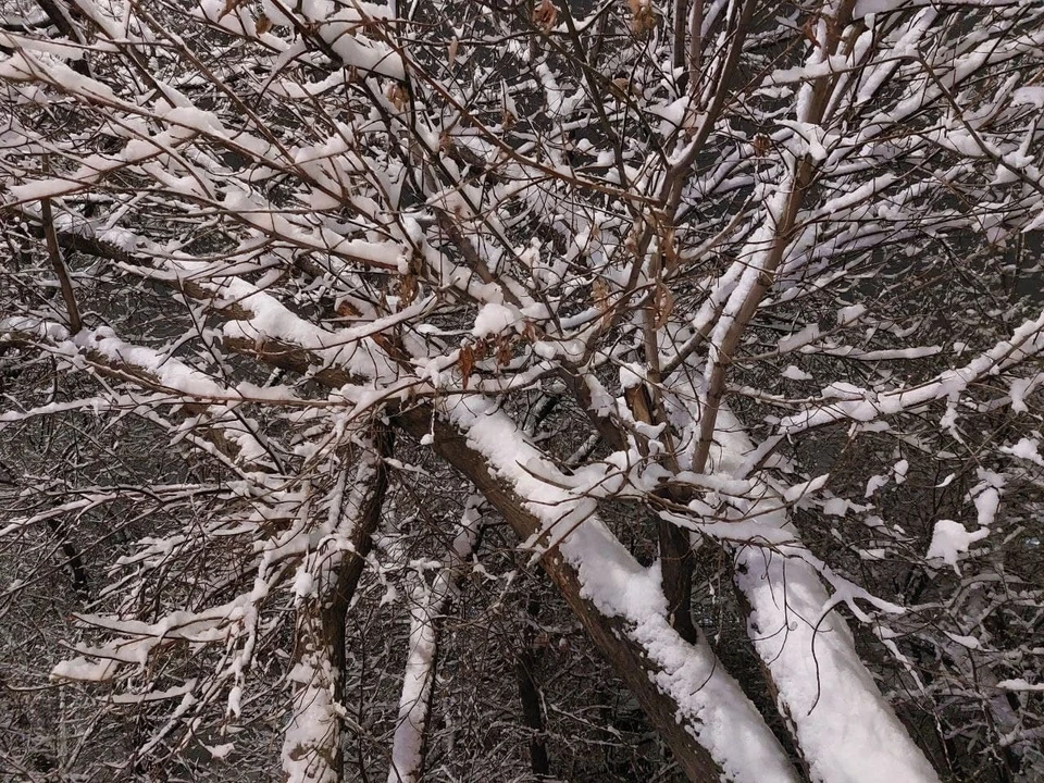 Снег в Саратове