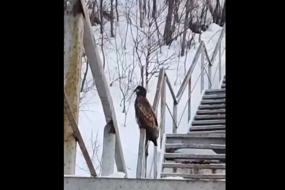 Птицу заметили сидящей на перилах лестницы. Фото: скрин видео vk.com/tumanny