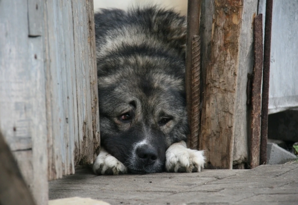 Во Владивостоке также строится муниципальный приют для бездомных псов