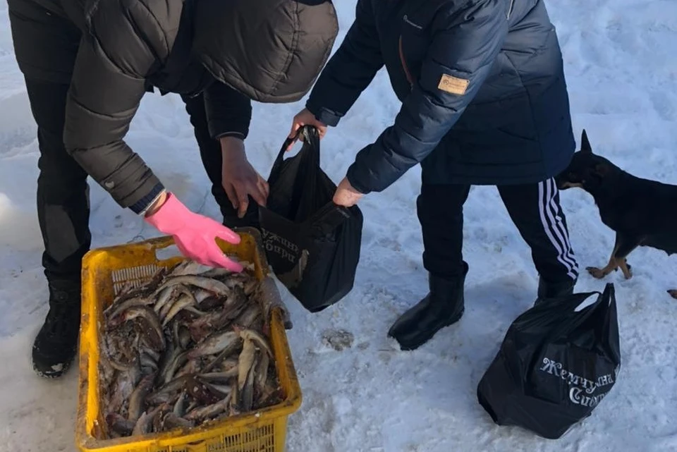 Раздача наваги в ходе социальной акции в Долинске. Фото пресс-службы мэрии