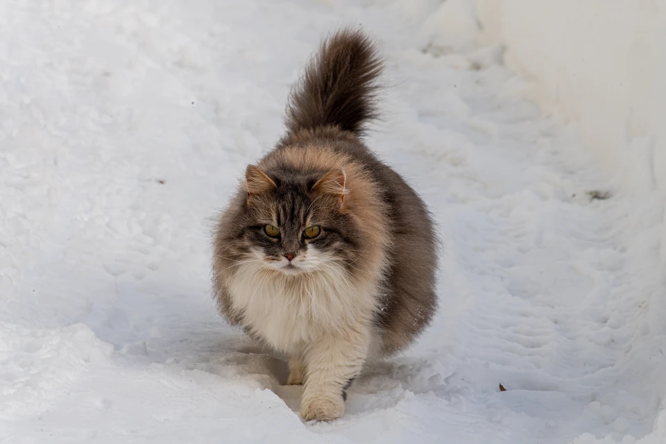 Кошки гораздо опаснее собак. с точки зрения заражения бешенством