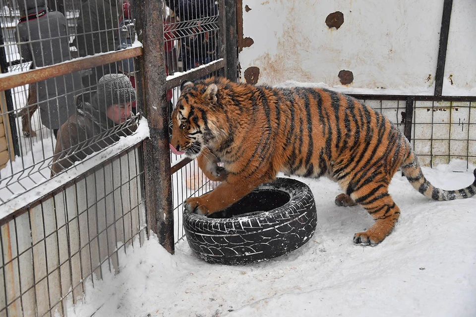 Амурский тигр в Центре реабилитации диких животных Департамента природопользования и охраны окружающей среды.