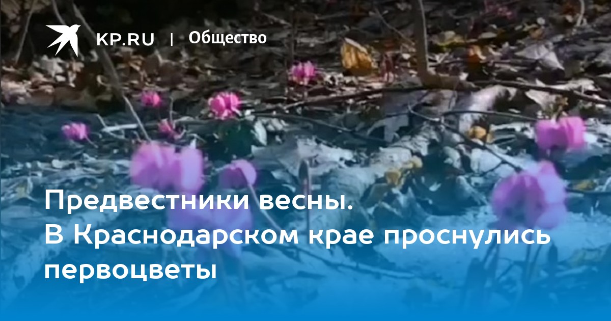 Предвестники весны. В Краснодарском крае проснулись первоцветы - KP.RU