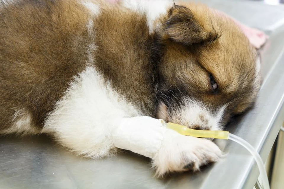 Ветеринары боролись за жизнь животных, но спасти никого не удалось. Яд был очень сильным фото: yandex.ru