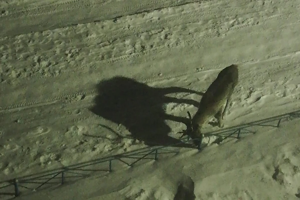 Утром 16 февраля северяне заметили гулявшего среди домов в Ревде оленя. Фото: Гульфия Ашыгалиева / vk.com/gulfia_ashygalieva