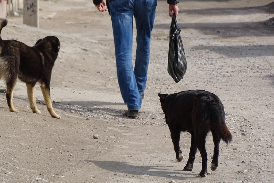 Случай нападения собак в Елецком районе Липецкой области проверяет прокуратура и следственный комитет