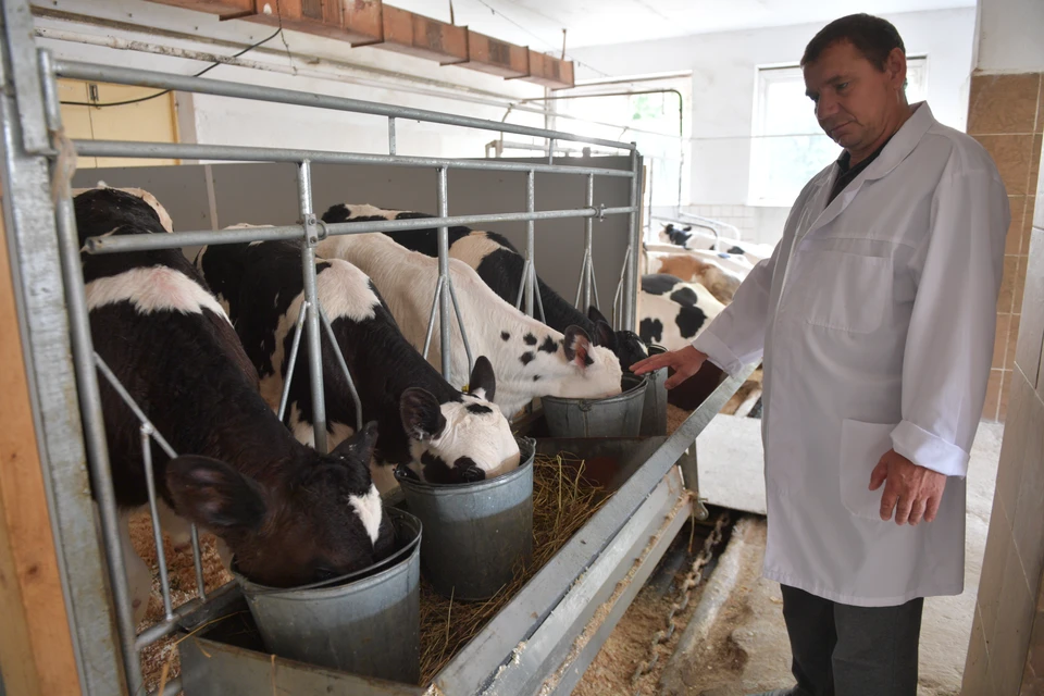 558,9 тысяч голов крупного рогатого скота насчитывается в Краснодарском крае