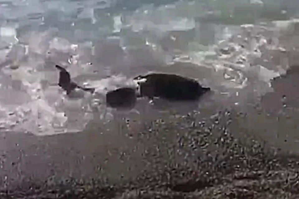 Это не первый случай смерти дельфина в море в этом месяце