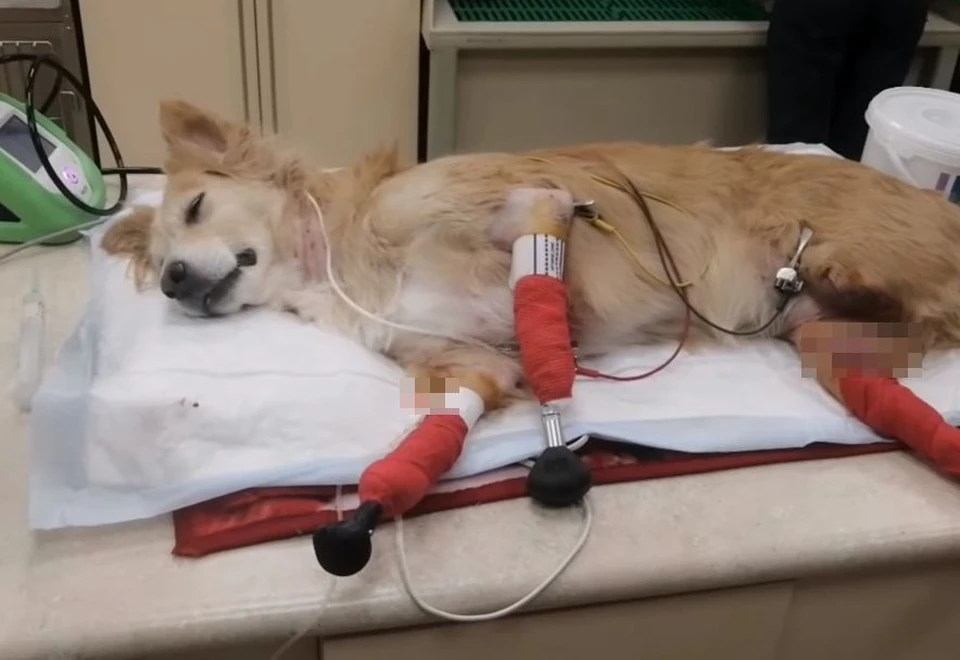 Новосибирские ветеринары установили собаке титановые протезы. Фото: Кадр из видео\vk.com/dog_omsk55