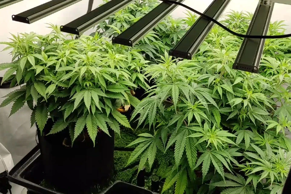 выращивание марихуаны статья ук