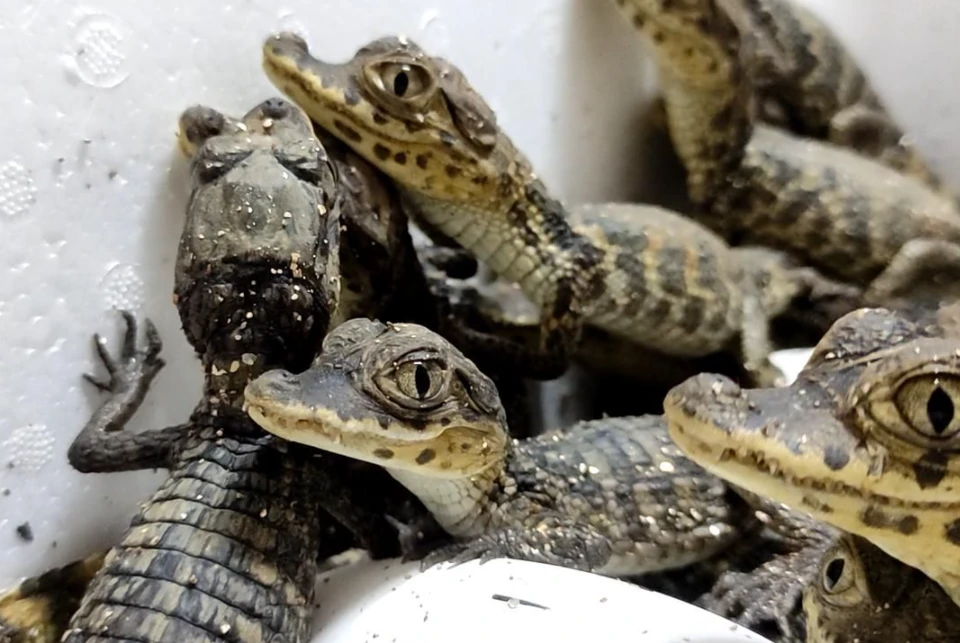 Малышей держат в отдельном помещении с соблюдением температурного режима. Фото: Ялтинский крокодиляриум