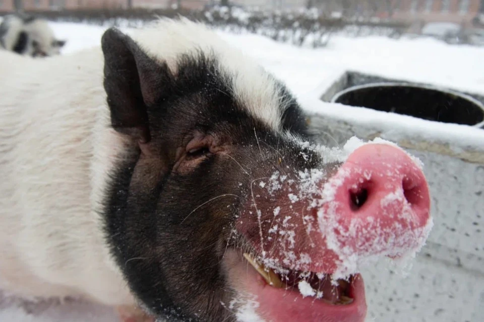 Жительнице Петербурга помогли поймать сбежавшую свинью