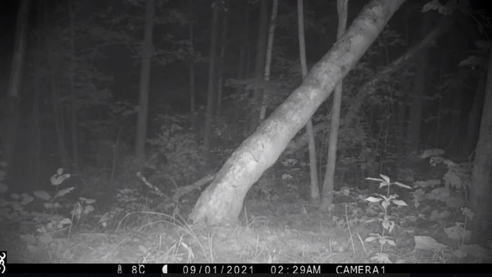 Мурашки по коже: в ЕАО на видео попал жуткий рев лесного оленя