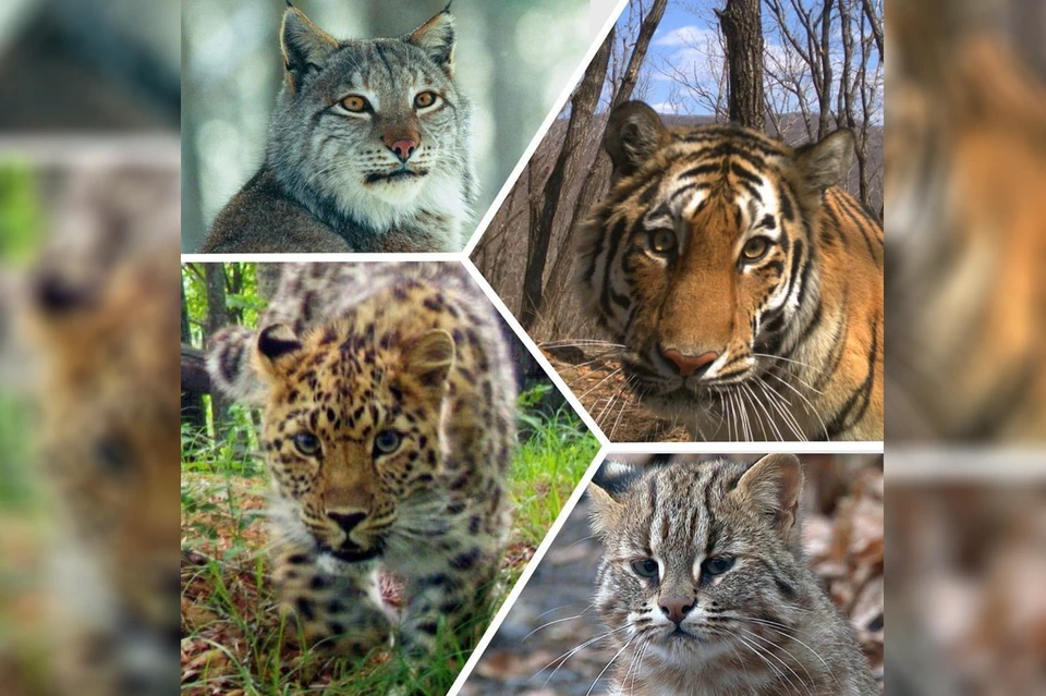Территорию нацпарка населяют сразу четыре вида хищных кошек. Фото: instagram.com/amurleo_land