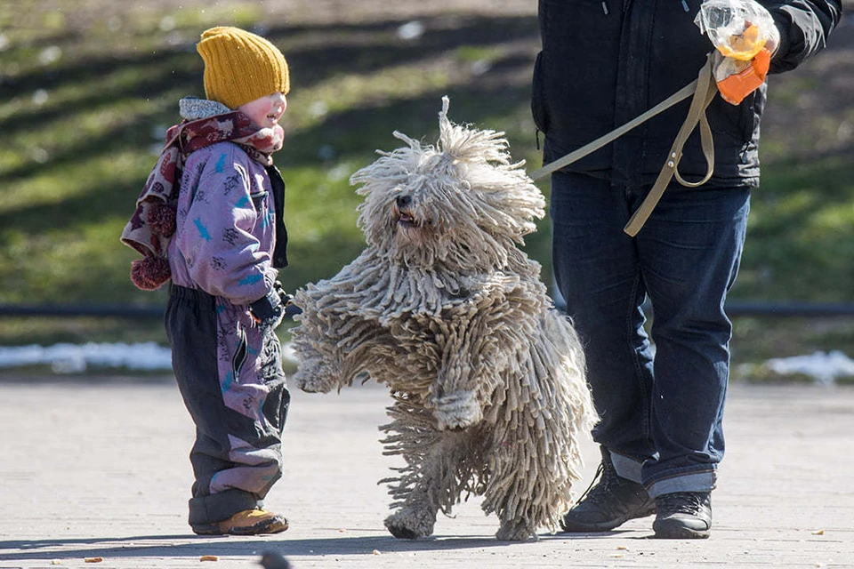 Международная кинологическая федерация не запрещала российским собакам участвовать в мероприятиях за рубежом.