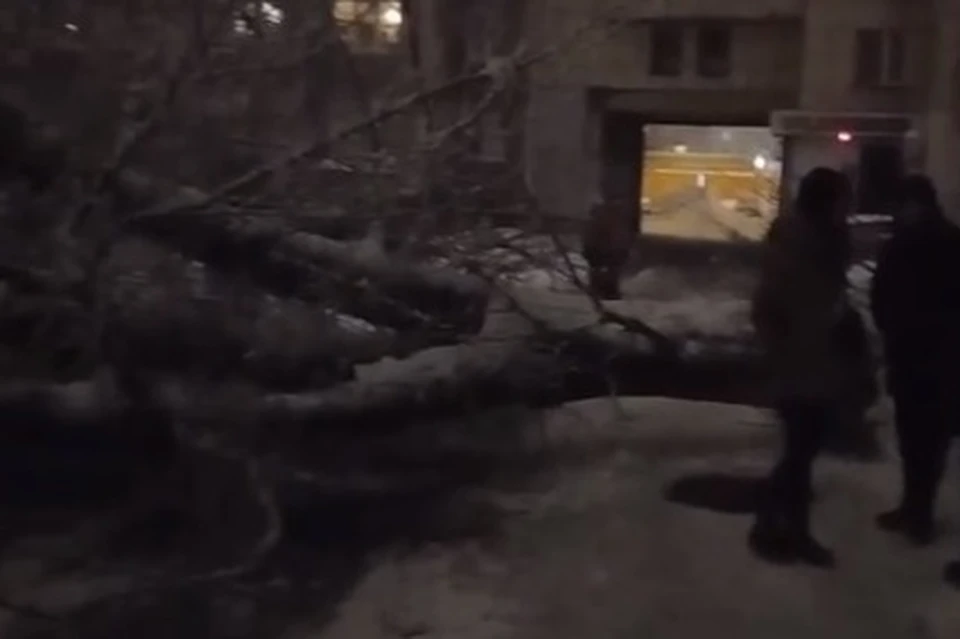 Мощное дерево рухнуло на машины в Липецке