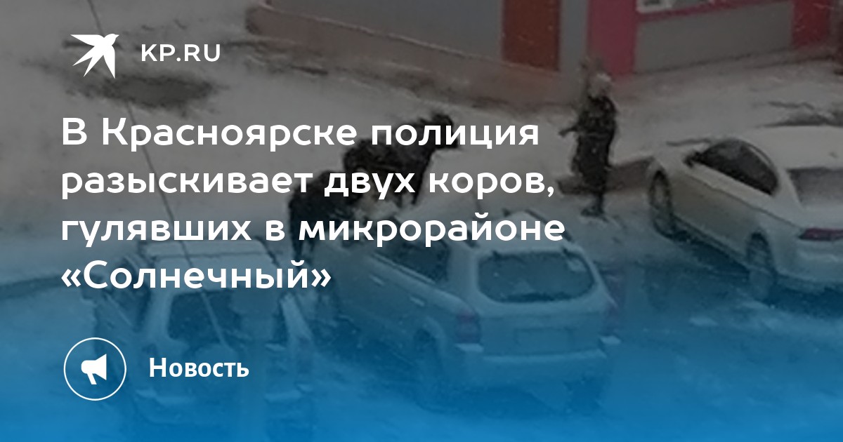 В Красноярске полиция разыскивает двух коров, гулявших в микрорайоне