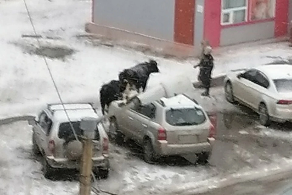 Пропавшие коровы Фото: Наш мкр. Солнечный