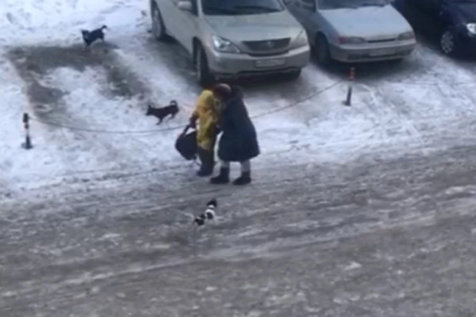 Собак отогнала хозяйка, пожилая женщина, у которой они живут и беспорядочно плодятся. Фото: стоп-кадр.