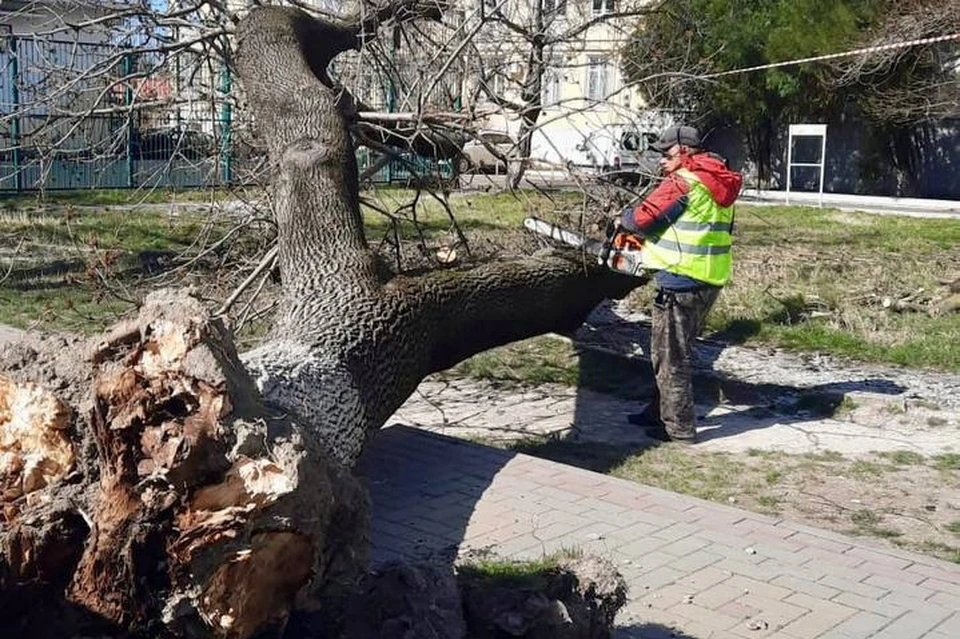 На курорте повалило деревья и контейнеры для мусора Фото: пресс-служба администрации Геленджика