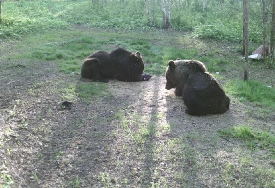 В Нижегородской области началась весенняя охота на медведя Фото: Пресс-служба губернатора и правительства Нижегородской области
