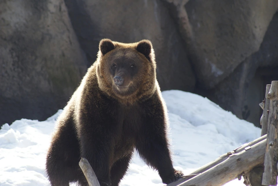 Бурый медведь Гоша вышел из зимней спячки. Фото: vk.com/club_udm_zoo