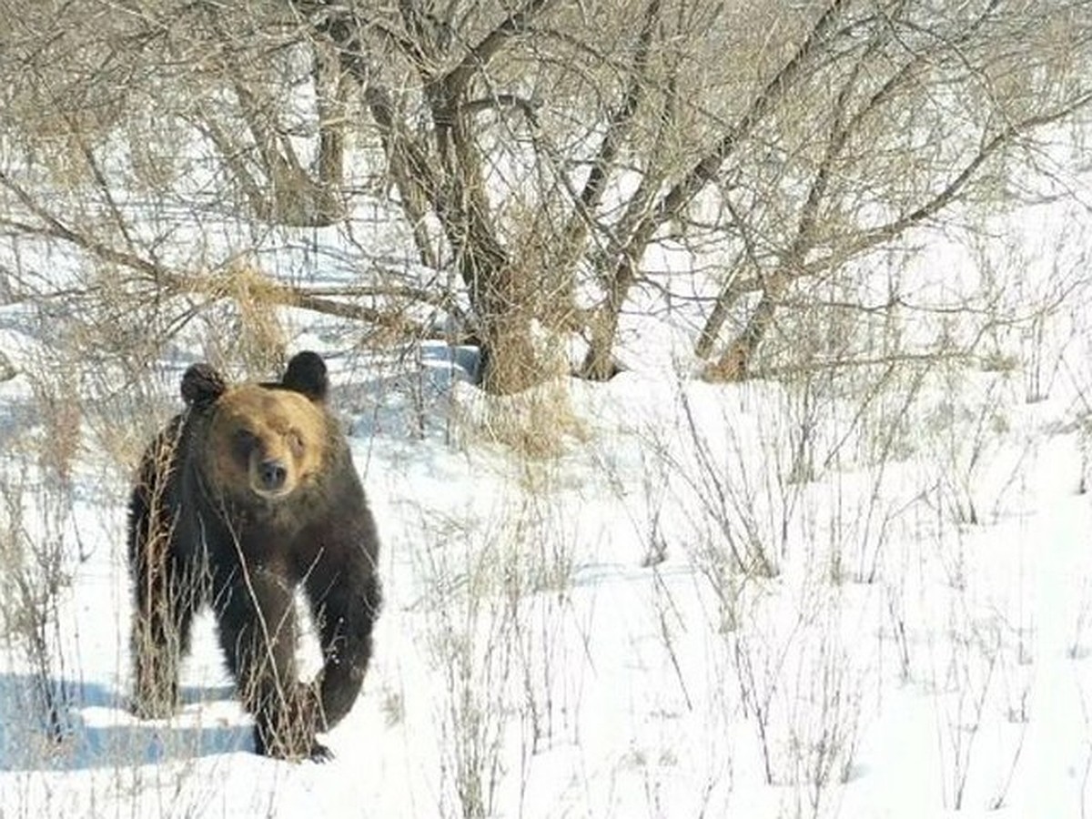 В заповеднике ЕАО начали просыпаться медведи - KP.RU