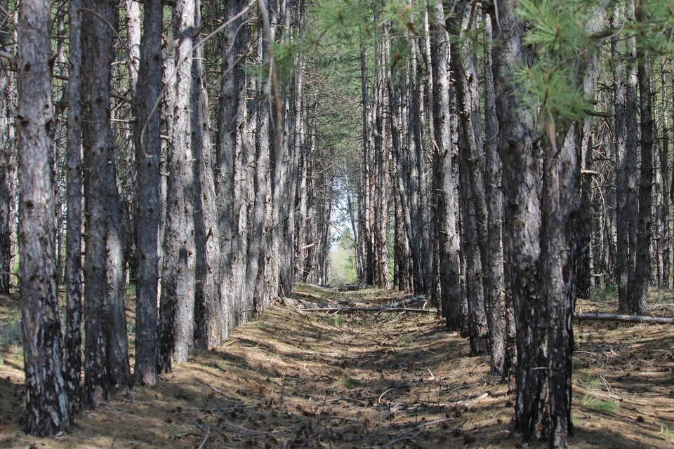 Южное лето всегда опасно для немногочисленных лесов Ростовской области. Фото: Министерство природных ресурсов и экологии РО