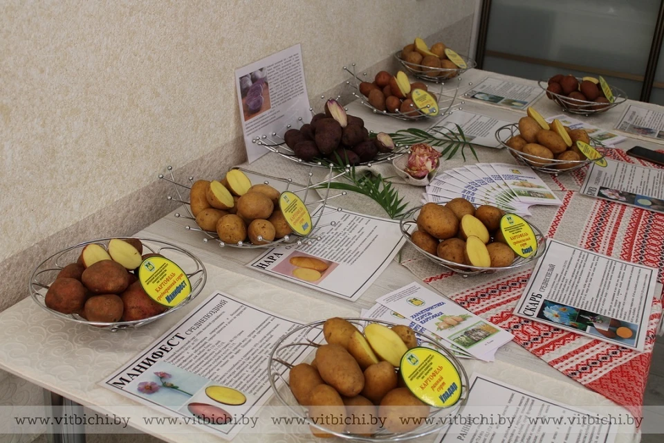 Эксперты назвали сорта лучше белорусской картошки. Фото: vitbichi.by