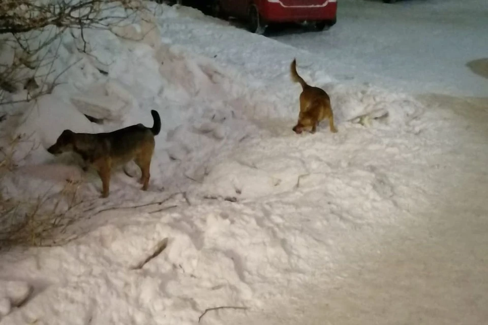 Дворняжки не дают покоя местным жителям. Фото: предоставлено Любовью КОСТЮЧЕНКО.