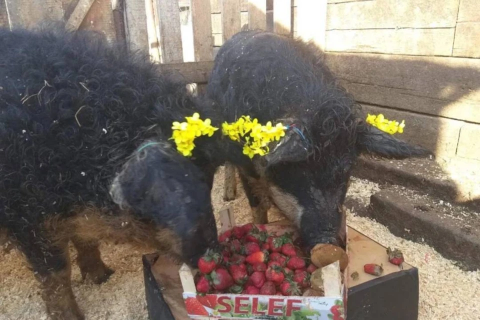 Семья из Усолья-Сибирского выращивает дома венгерских мангалиц. Фото: личный архив Янины Чевычеловой.