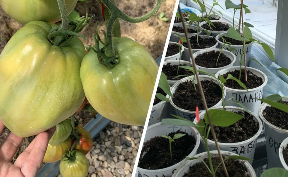 При правильном подходе на тверских дачах можно выращивать отличные урожаи - вот, к примеру, такие томаты.