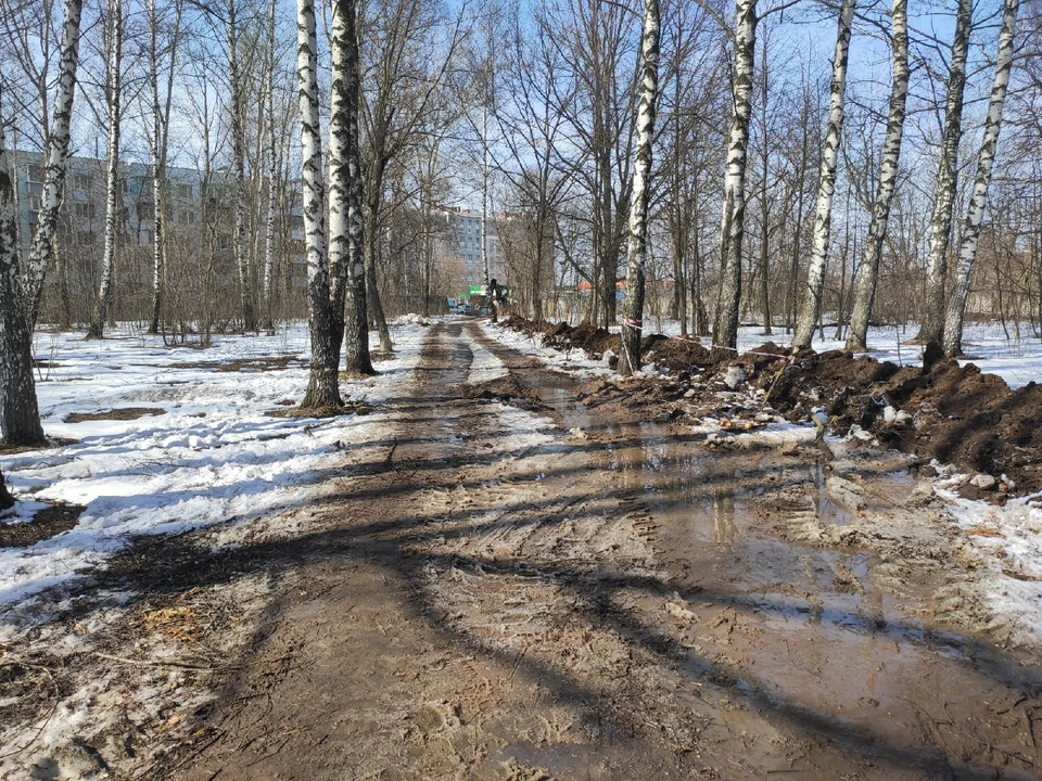 Рязанка. Парк имени Белякова Рязань. Дерево Рязанка. Фото на вырубках. Парк на Белякова Рязань видио.