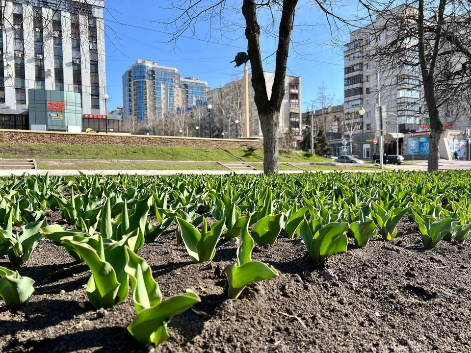 Уже в мае в парках, скверах и вдоль дорог Белгорода зацветет более 2,5 миллионов тюльпанов. Фото из телеграм-канала "Уютный Белгород".