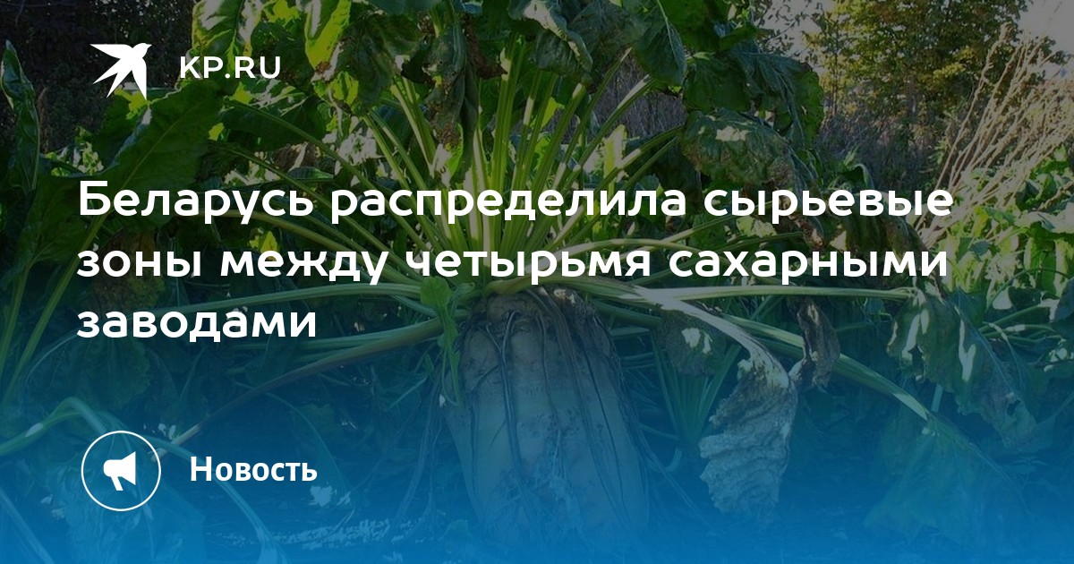 Беларусь распределила сырьевые зоны между четырьмя сахарными заводами ...