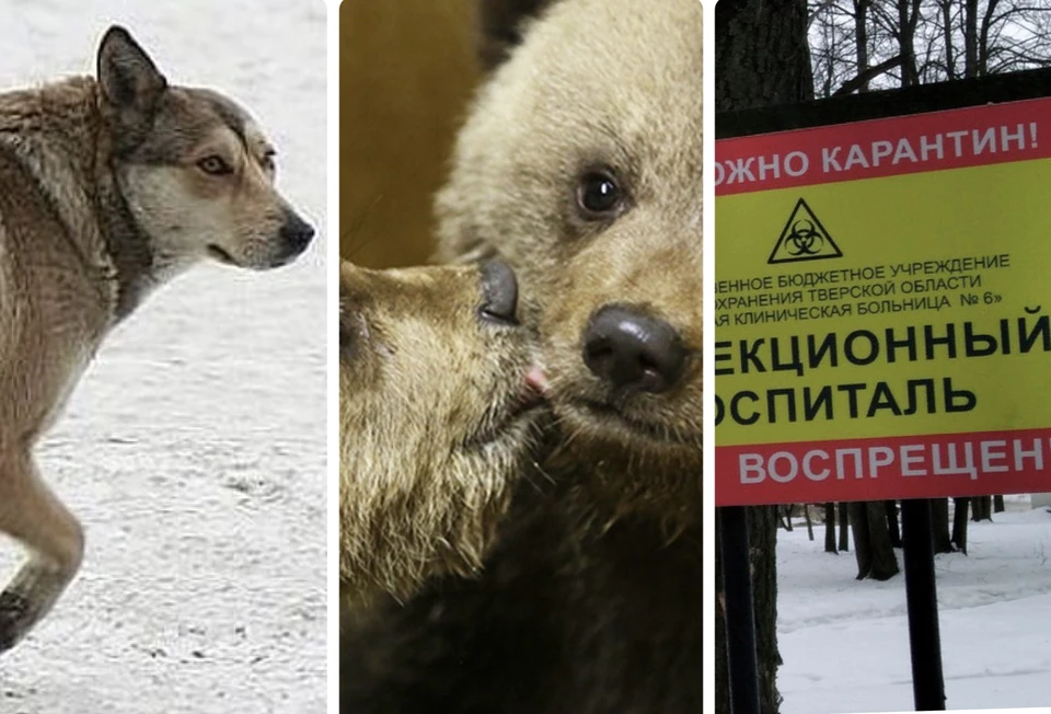 Последние новости о главных событиях в Тверской области на утро 16 апреля 2022 года. Фото: Мария ЛЕНЦ, Центр спасения медвежат сирот в Тверской области, Александр ЖМУЛИН