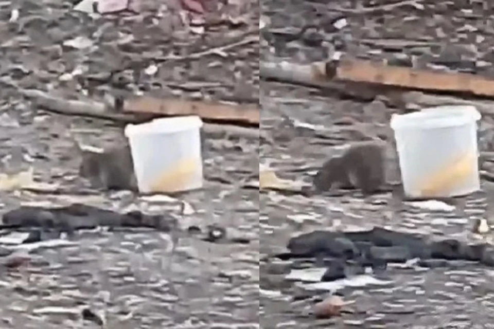 Нападение крыс. Поймали гигантскую крысу. Крыса гигант в Ленинском районе. В Москве Нашествие гигантских крыс.