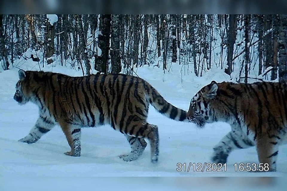 Сейчас тигрята носят кодовые имена Т10 и Т11