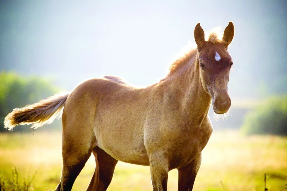 В Приморье с территории частного хозяйства похитили лошадей