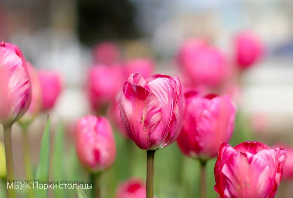 Фото: МБУК «Парки столицы» (г. Симферополь)