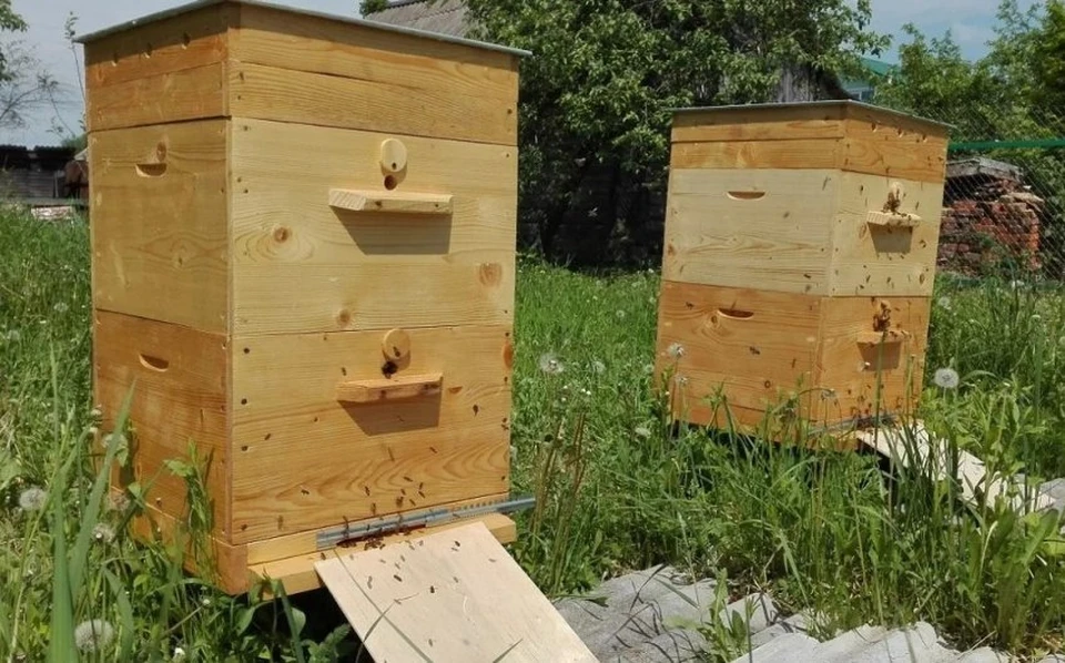 Пчелы - вечные труженицы, а мед - продукт на все времена. Фото: fermer.blog