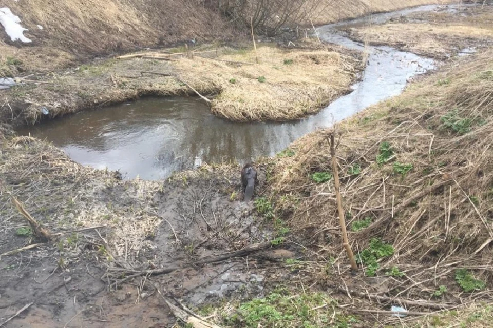 Бобра спасли из водостока в Ленобласти ФОТО: vk.com/ohotnadzor47
