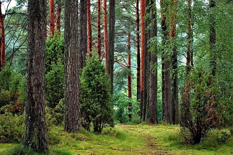 В Минприроды пока не видят необходимости запрещать посещение лесов в Крыму. Фото: Минприроды РК