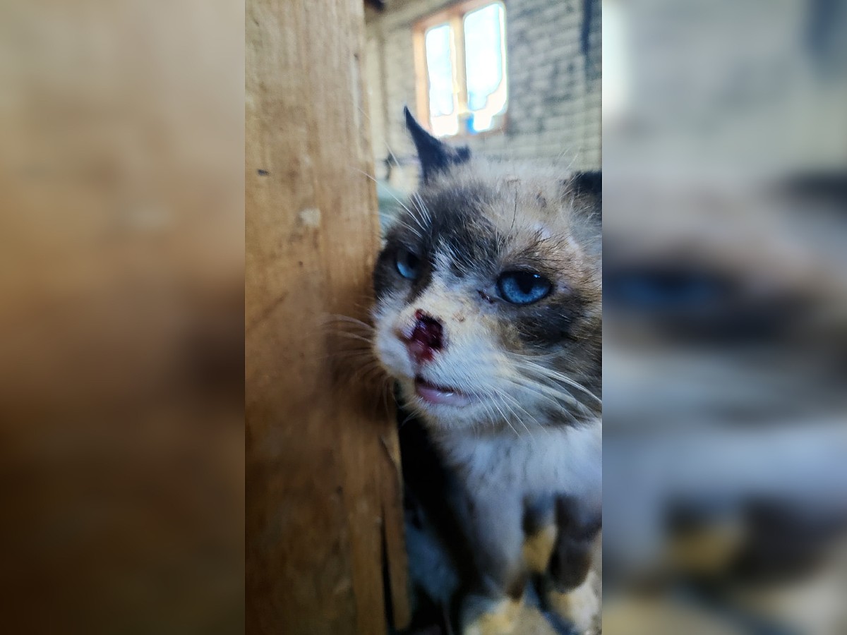 В Самаре кот похудел на шесть кило за две недели в квартире с мертвым  похитителем - KP.RU