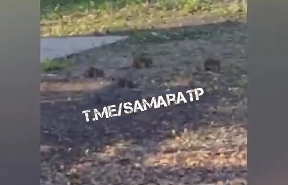 Семейство крыс обосновалось возле одного из заведений в парке Гагарина