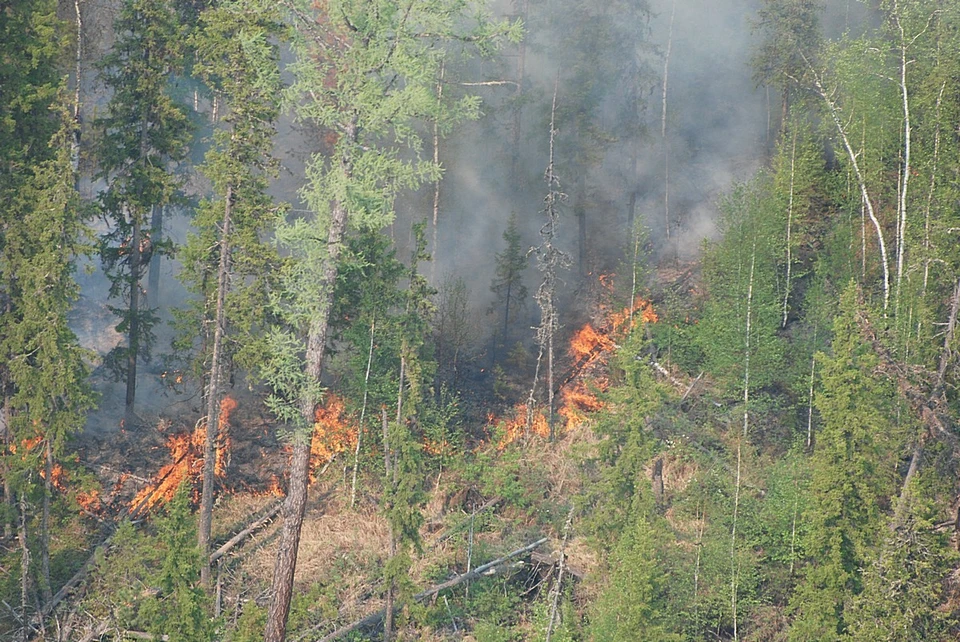 В Красноярском крае за информацию о поджигателях леса будут платить 10 тысяч рублей. Фото: ЧАВАЙН Виктор